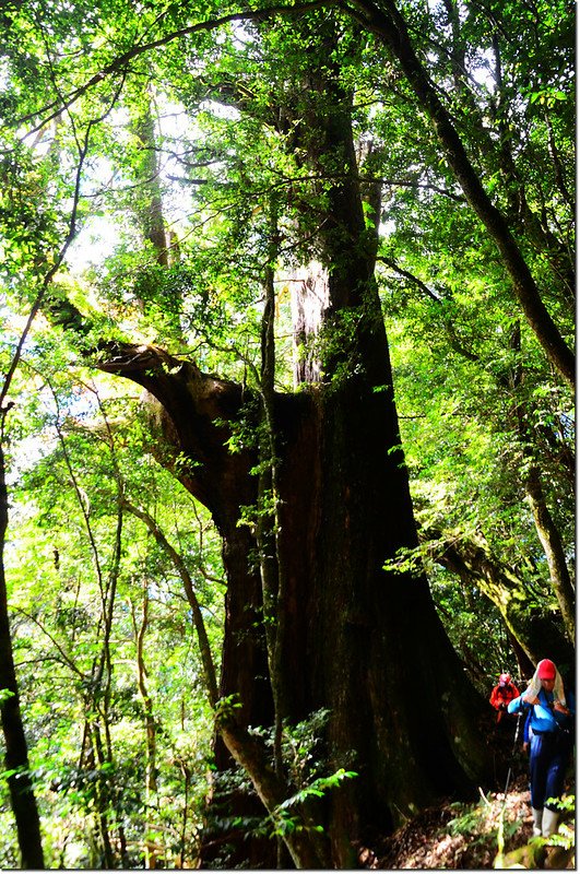 雪白山登山步道旁巨木 4