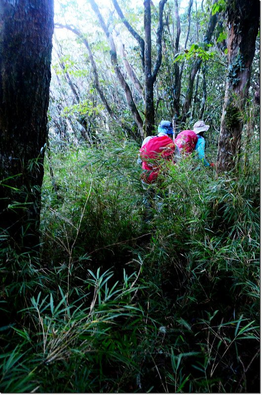 焦土山登山路徑箭竹路段 1