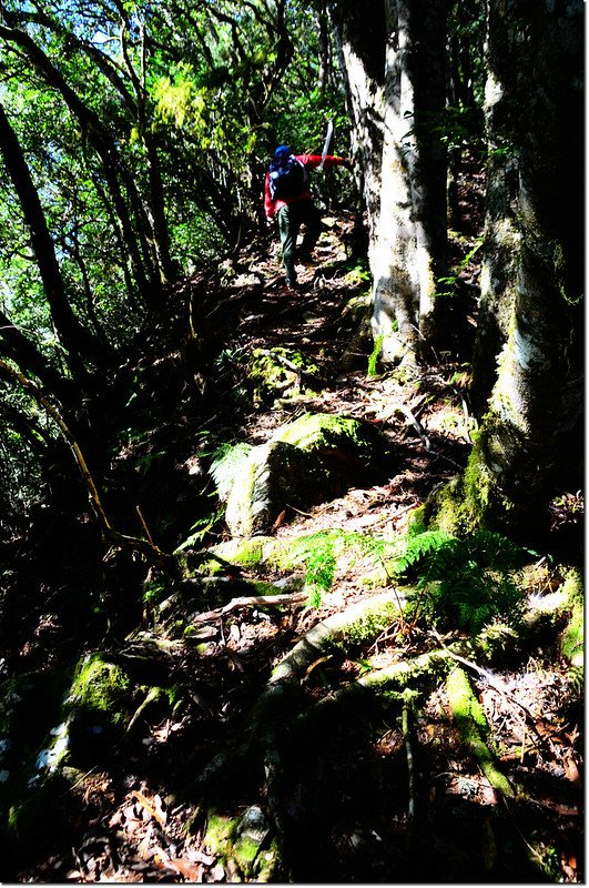 焦土山登山路徑瘦稜路段 2