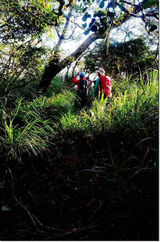 焦土山登山路徑芒草路段