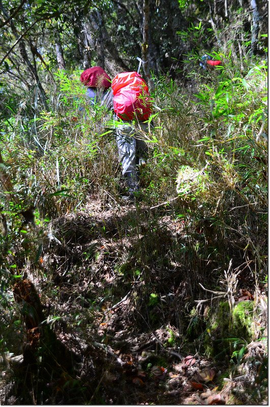 焦土山登山路徑箭竹路段 2