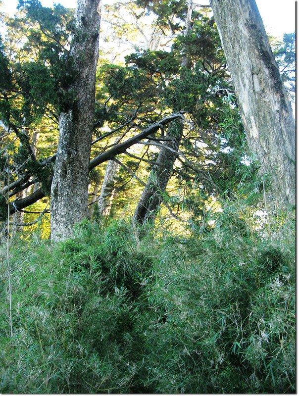 登治茆山箭竹林 1