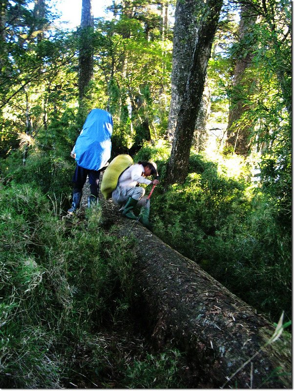 登治茆山箭竹林 2