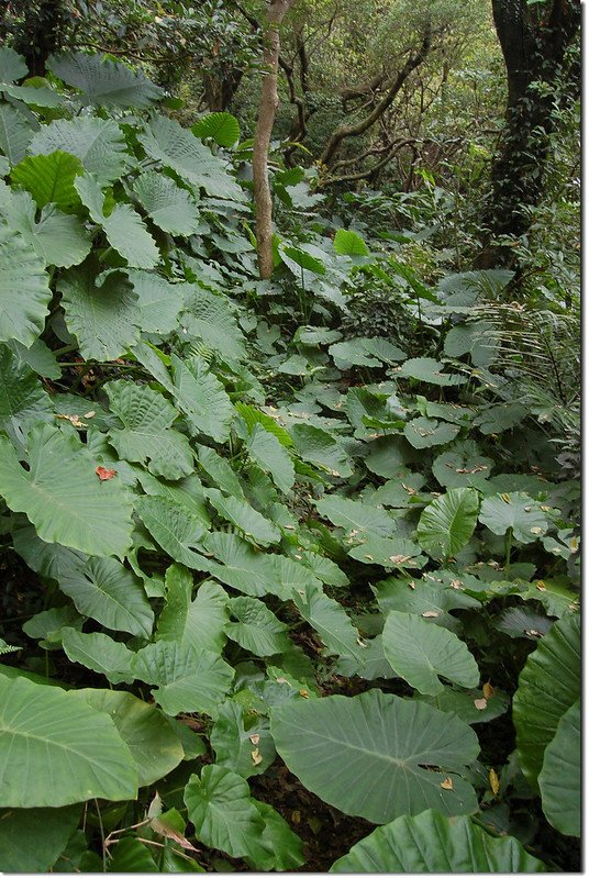 石灰坑山三等三角點登山路徑