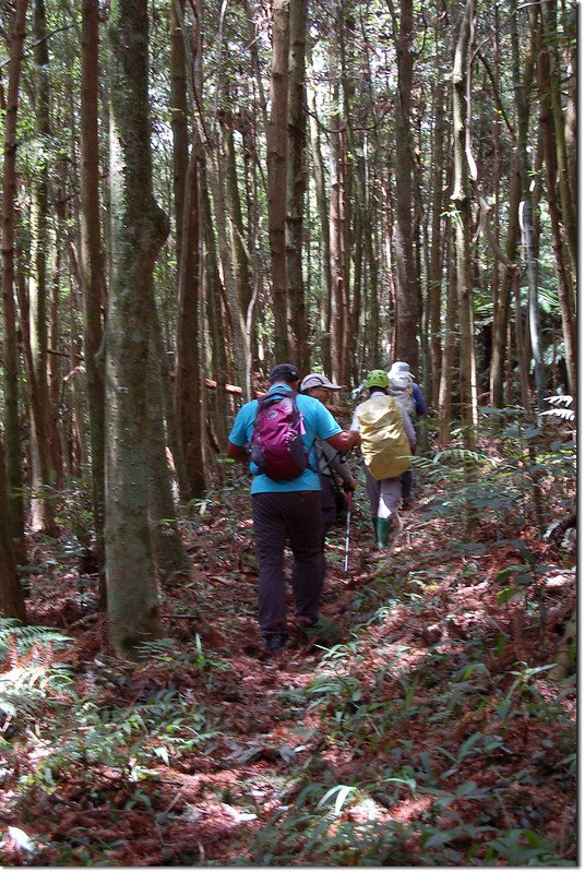 西關刀山南峰登山路徑 1