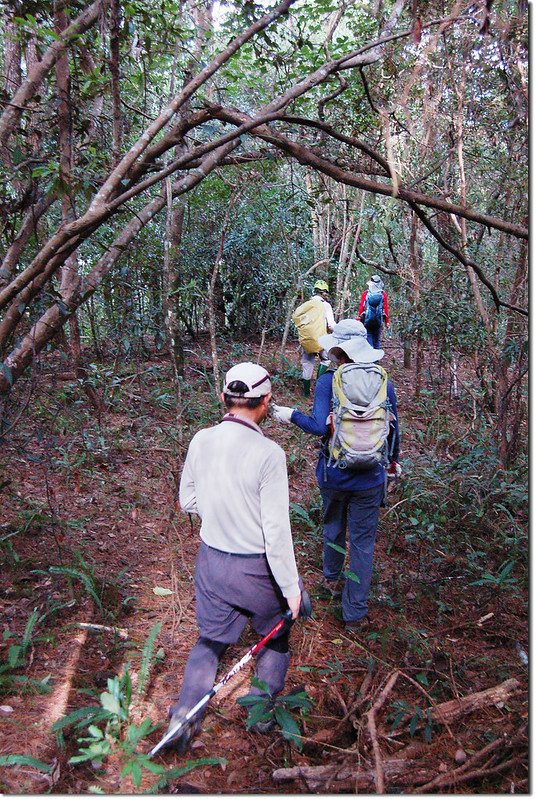 豐林口山登山路徑 4