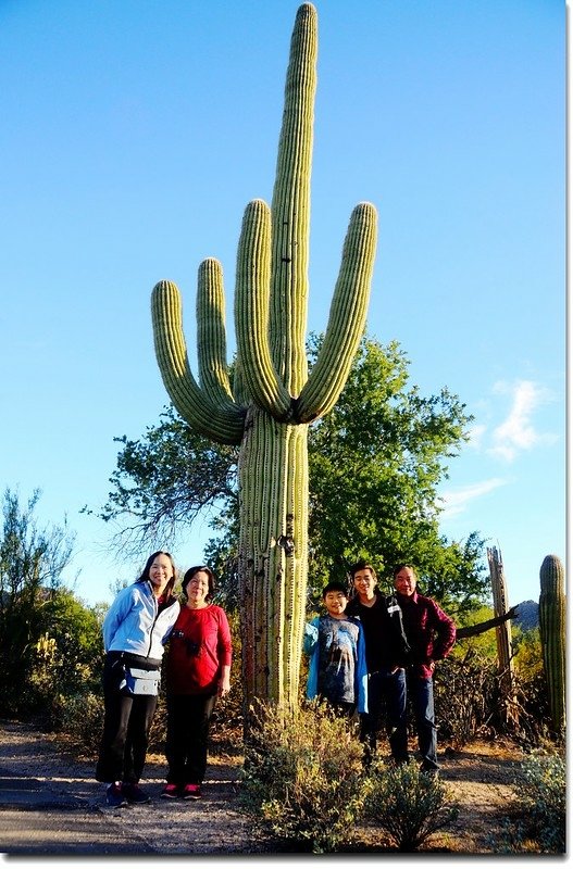 Saguaros growing along the Desert Discovery Nature Trail 2