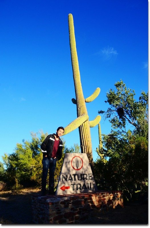 Saguaros growing along the Desert Discovery Nature Trail 1