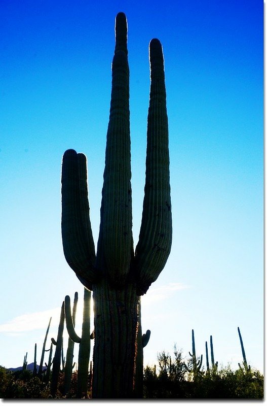 Saguaros growing along the Desert Discovery Nature Trail 3