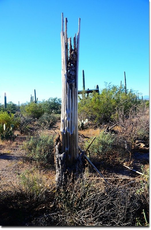 Dry Saguaro 2