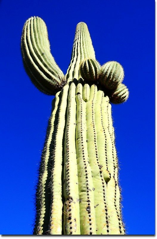 Saguaros growing along the Valley View Overlook Trail 2