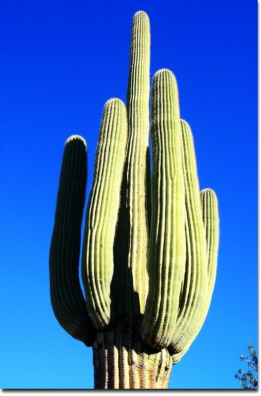 Saguaros growing along the Valley View Overlook Trail 4