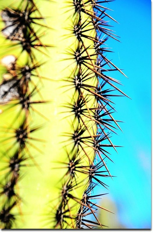 Saguaros growing along the Valley View Overlook Trail 6