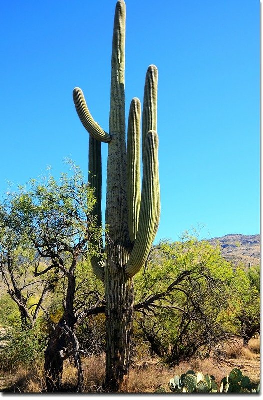 Saguaros growing on the Rincon Mountain District 10