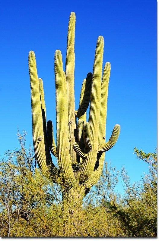 Saguaros growing on the Rincon Mountain District 9