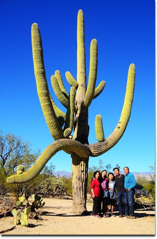 Saguaros growing on the Rincon Mountain District 8