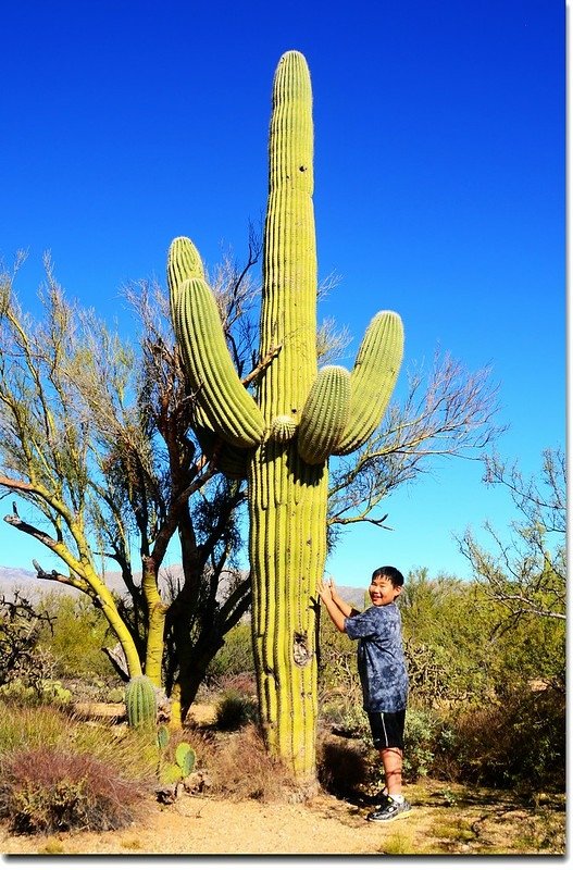 Saguaros growing on the Rincon Mountain District 5