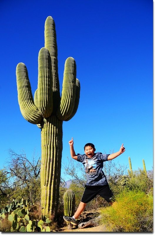 Saguaros growing on the Rincon Mountain District 4