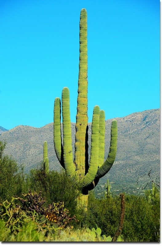 Saguaros growing on the Rincon Mountain District 3