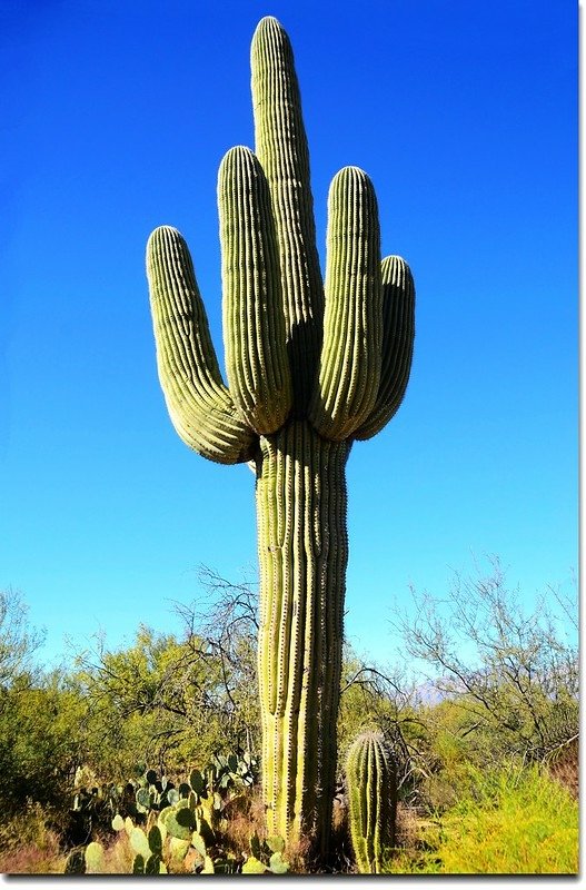 Saguaros growing on the Rincon Mountain District 1