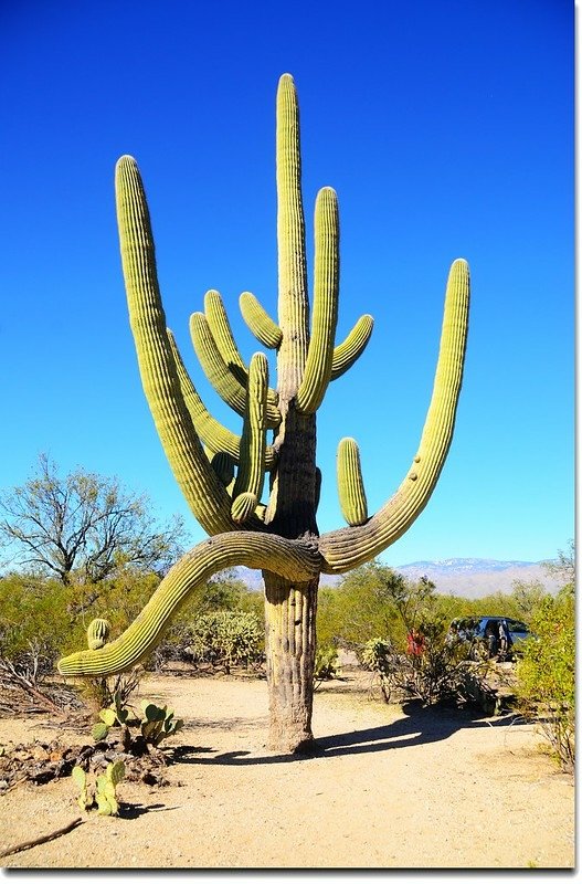 Saguaros growing on the Rincon Mountain District 7