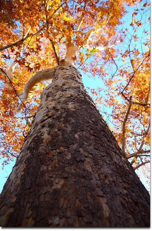 Arizona Sycamore 1