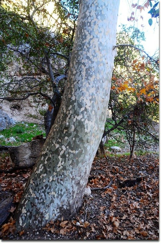 Arizona Sycamore (trunk)