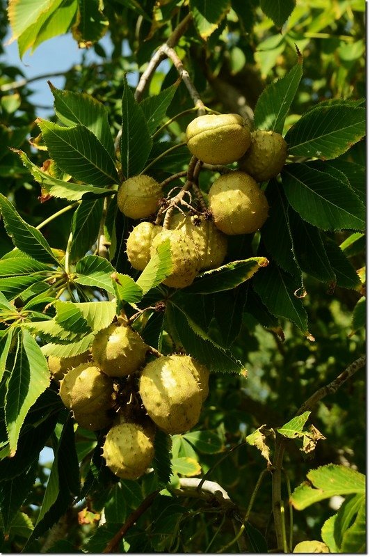 Horse Chestnut(七葉樹)~果 1