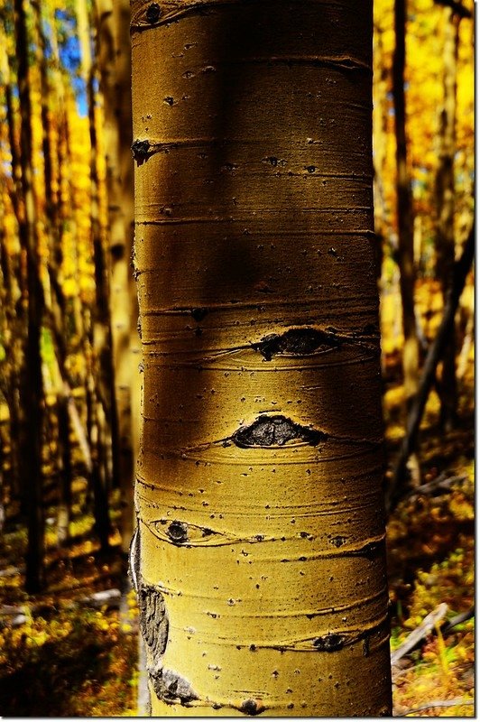 Fall colors at Kenosha Pass, Colorado (22)