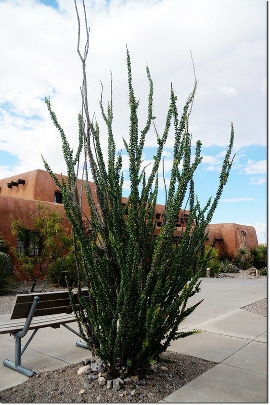 Ocotillo