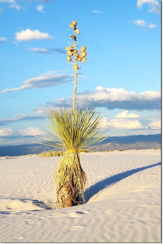 Yucca at  White Sands National Monument