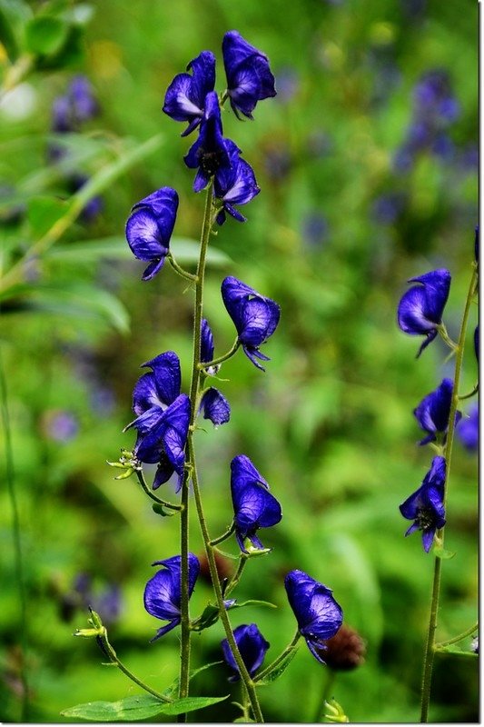 Monkshood