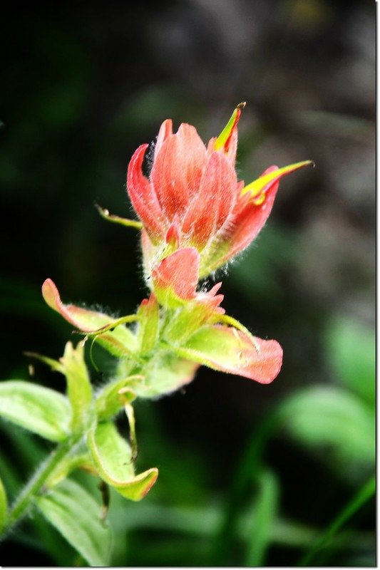 Indian paintbrush flower 1