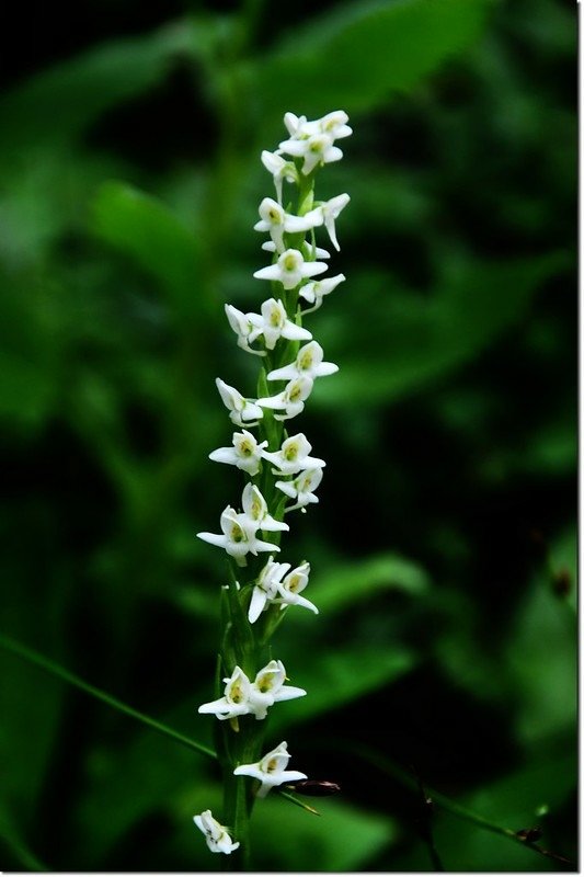 White Bog Orchid