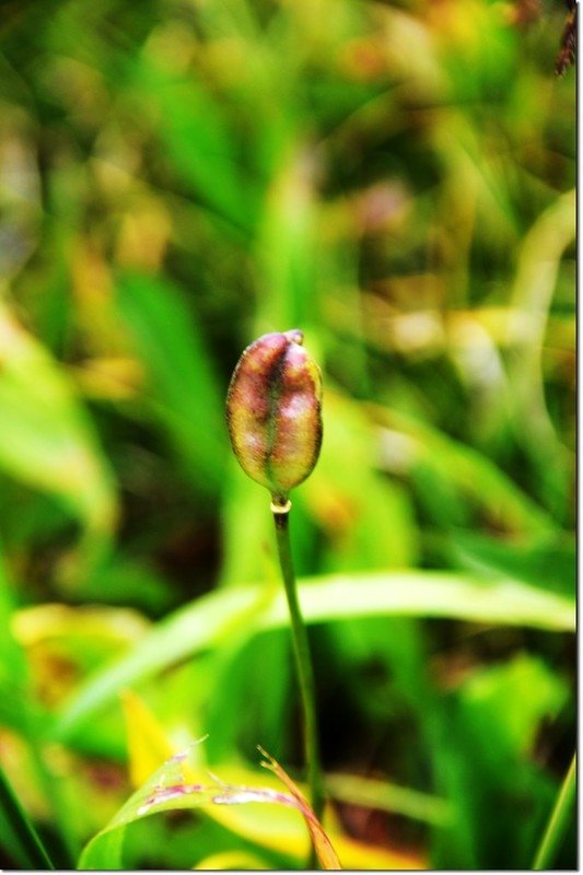 Glacier Lily,s seed