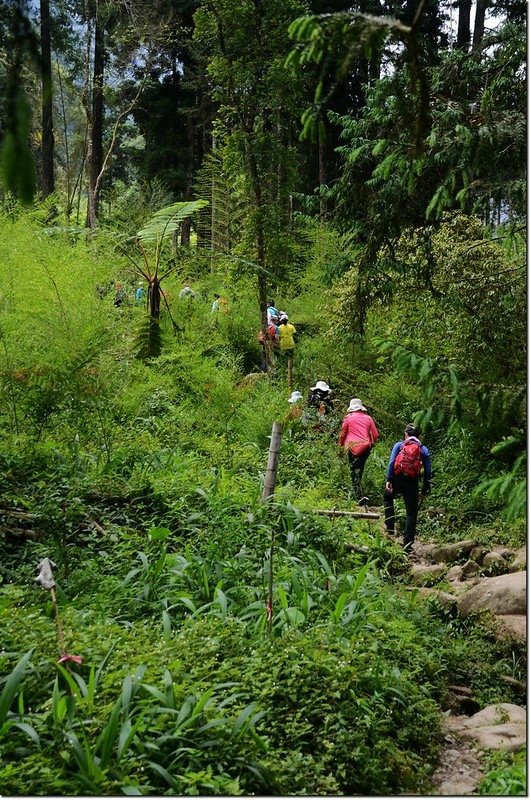 鳳凰山登山步道 2