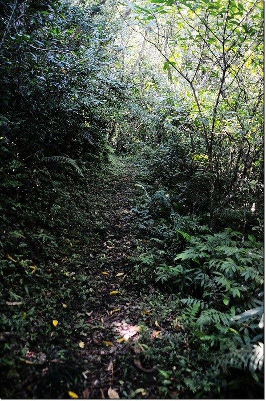 耆路巴林山東峰保線路