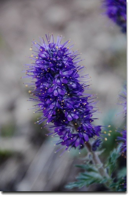 Purple Fringe