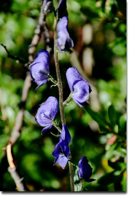 Monkshood