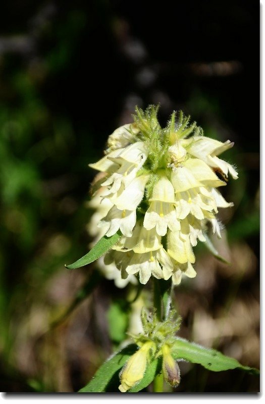 Penstemon whippleanus (Dusky Beardtongue)