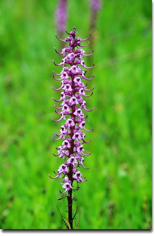 Elephant&apos;s Head flower 1