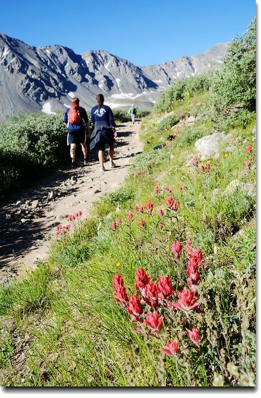 Wildflowers along the trail 2