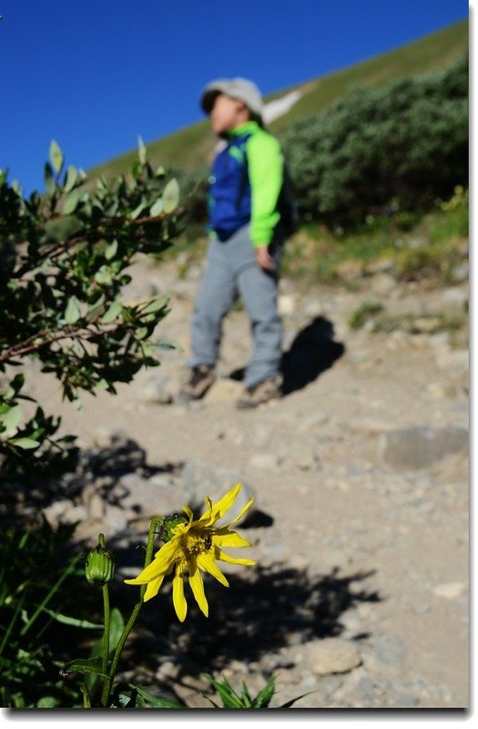 Heartleaf Arnica