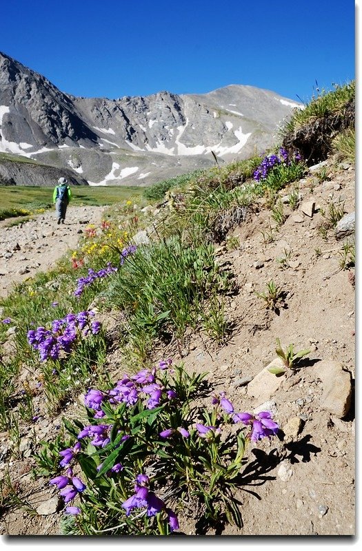 Wildflowers along the trail 8