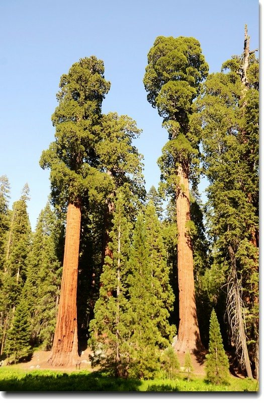 Giant Forest, Sequoia National Park 6