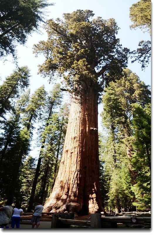 The General Sherman Tree 1