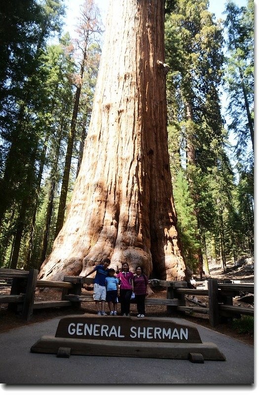 The General Sherman Tree 3