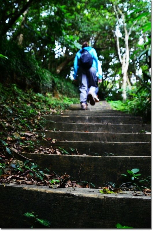 帽子山登山步道 3