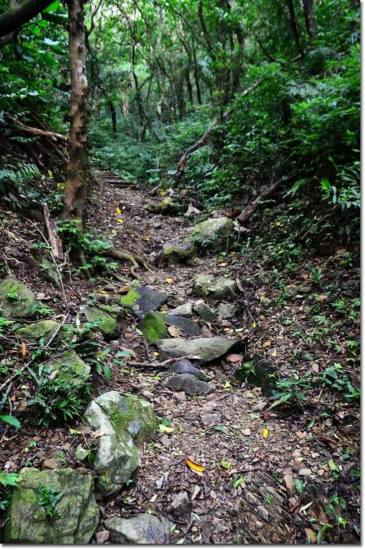 帽子山登山步道 6