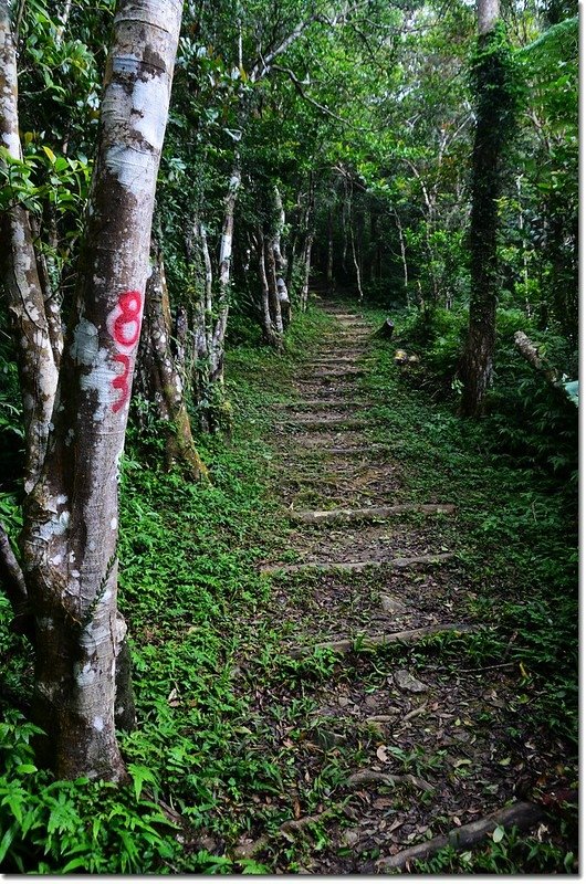 帽子山登山步道 7